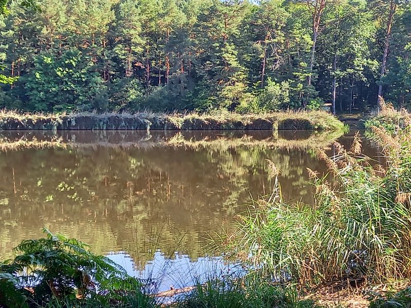 Etang de Tronçais 