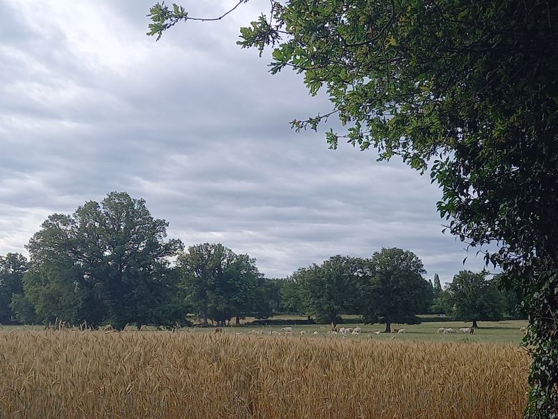Les bles et notre troupeau de vaches