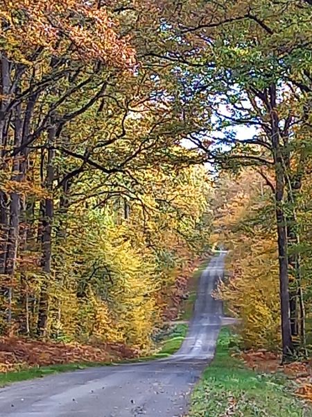 Traversée de la foret de Tronçais